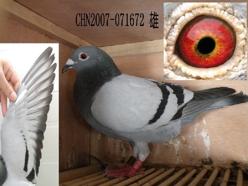 һ׿ӭh(hun)̖(ho)c(din)S