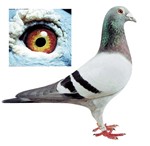 80Ӗҕl