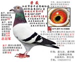 (lin337711)