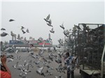 150Ӗҕl